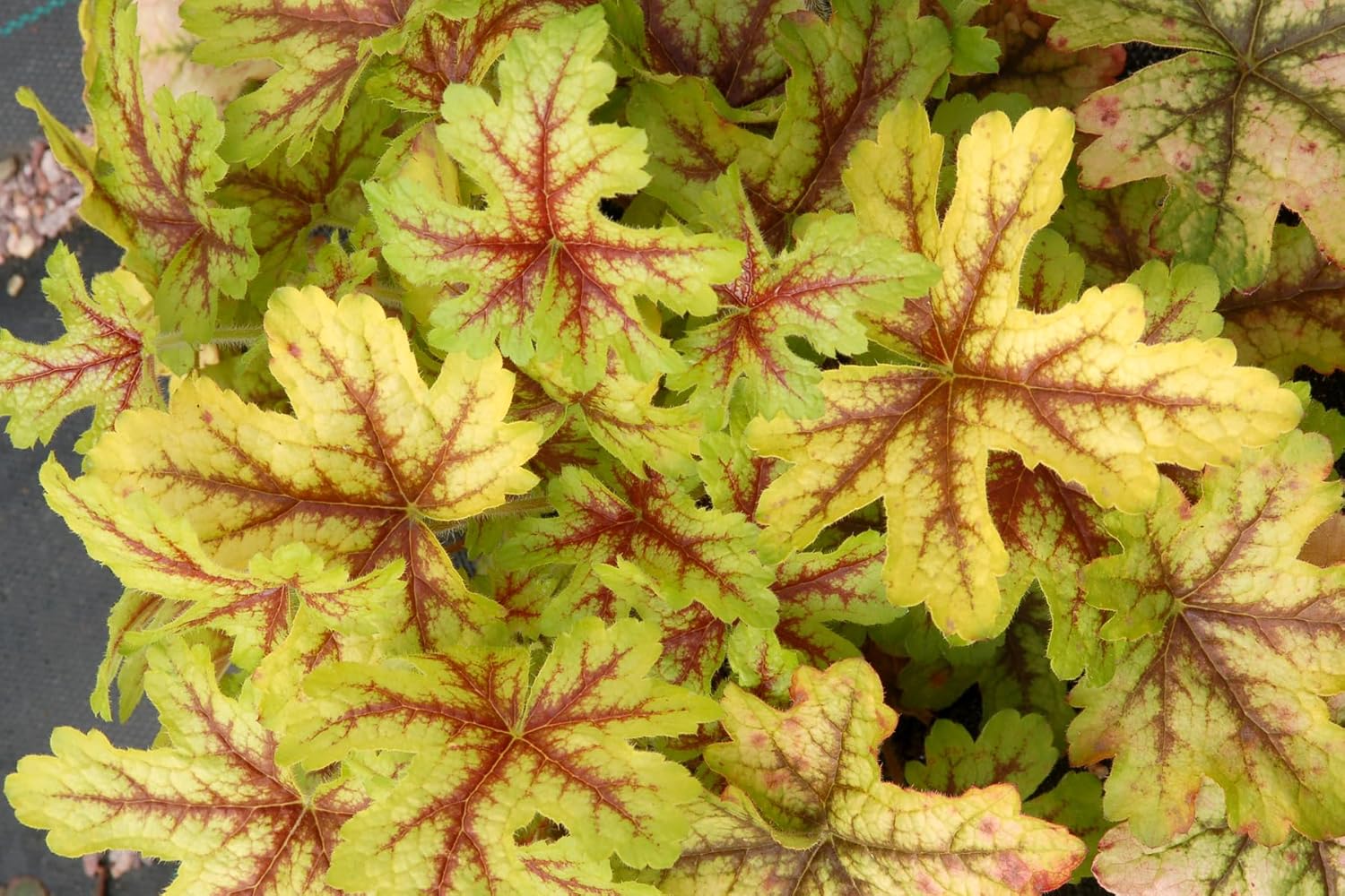 Heucherella Hybride 'Alabama Sunrise' / Purpurglöckchen - Stauden Gaenge