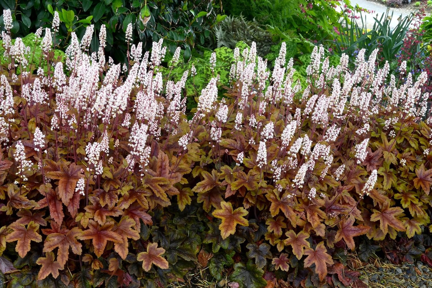 Heucherella Hybride 'Brass Lantern' / Purpurglöckchen - Stauden Gaenge