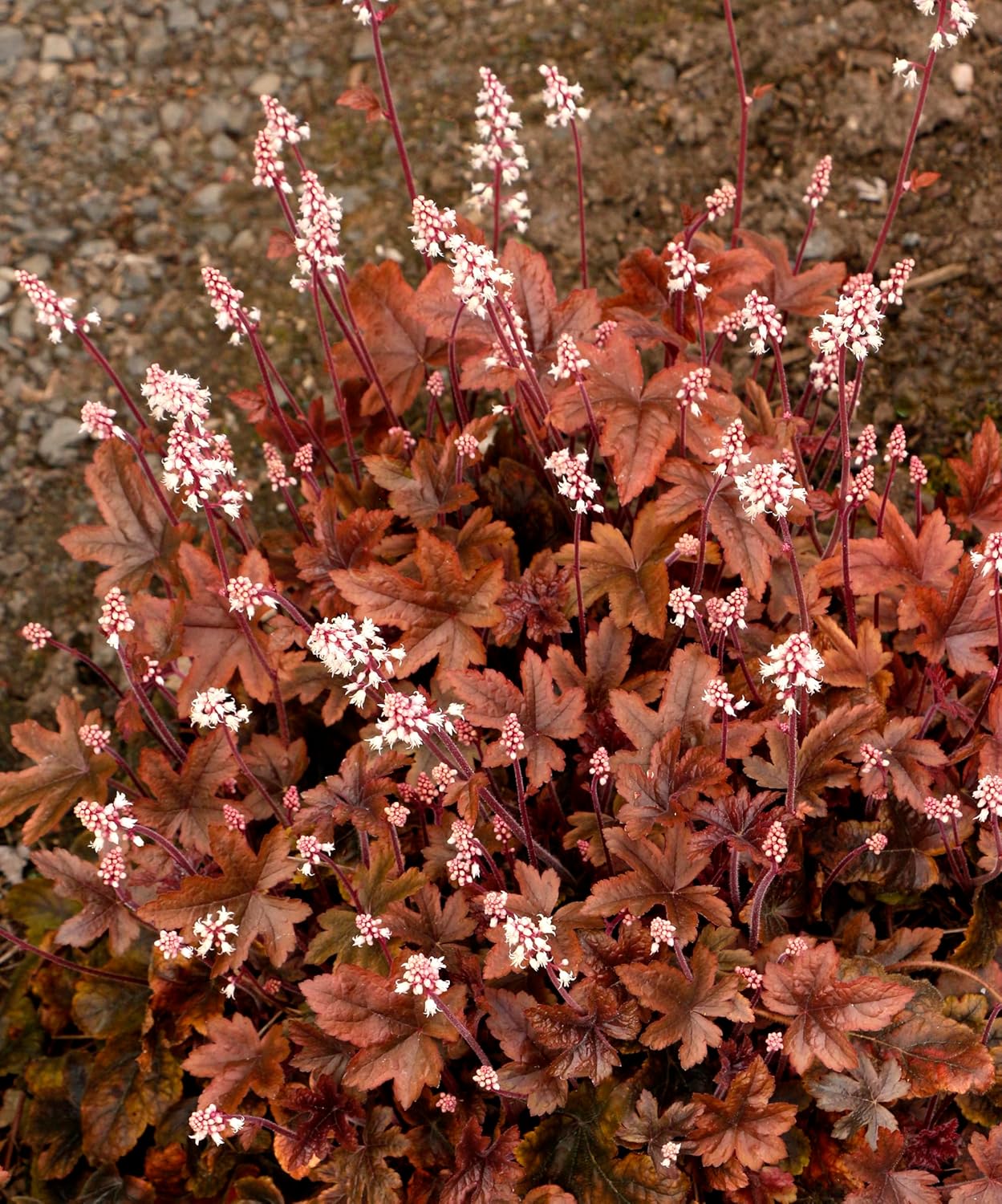 Heucherella Hybride 'Brass Lantern' / Purpurglöckchen - Stauden Gaenge