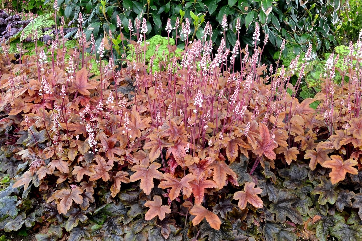 Heucherella Hybride 'Brass Lantern' / Purpurglöckchen - Stauden Gaenge