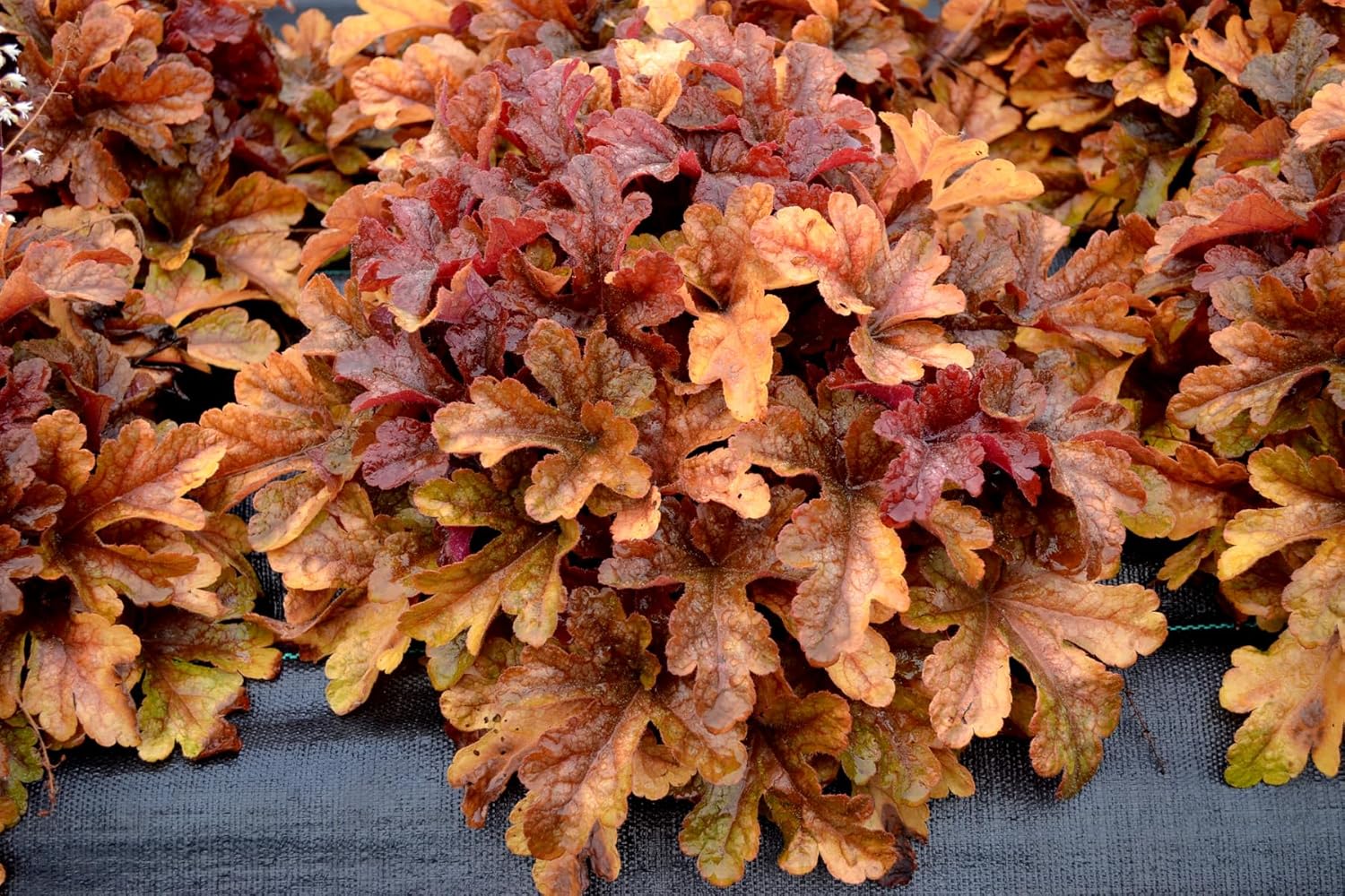 Heucherella Hybride 'Buttered Rum' / Purpurglöckchen - Stauden Gaenge
