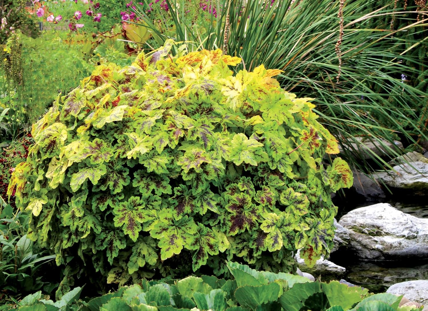 Heucherella Hybride 'Solar Power' / Purpurglöckchen - Stauden Gaenge