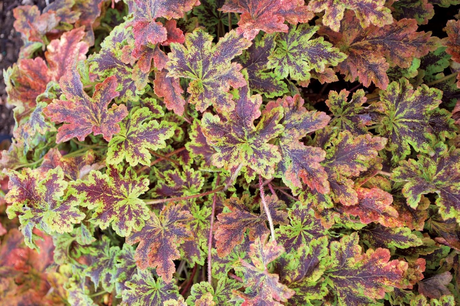 Heucherella Hybride 'Solar Power' / Purpurglöckchen - Stauden Gaenge