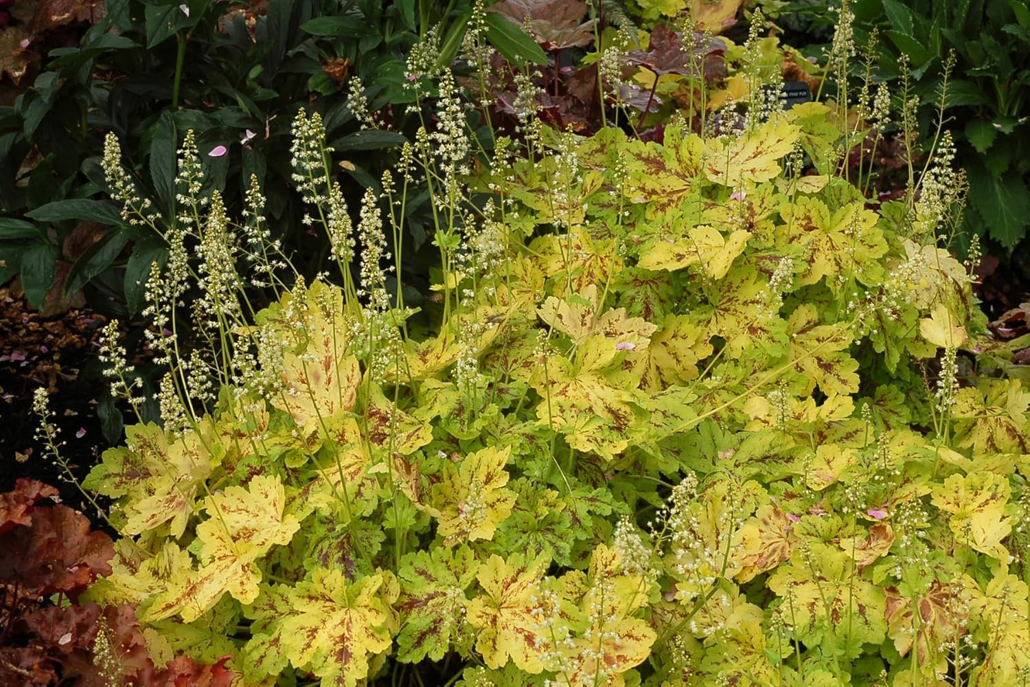 Heucherella Hybride 'Solar Power' / Purpurglöckchen - Stauden Gaenge