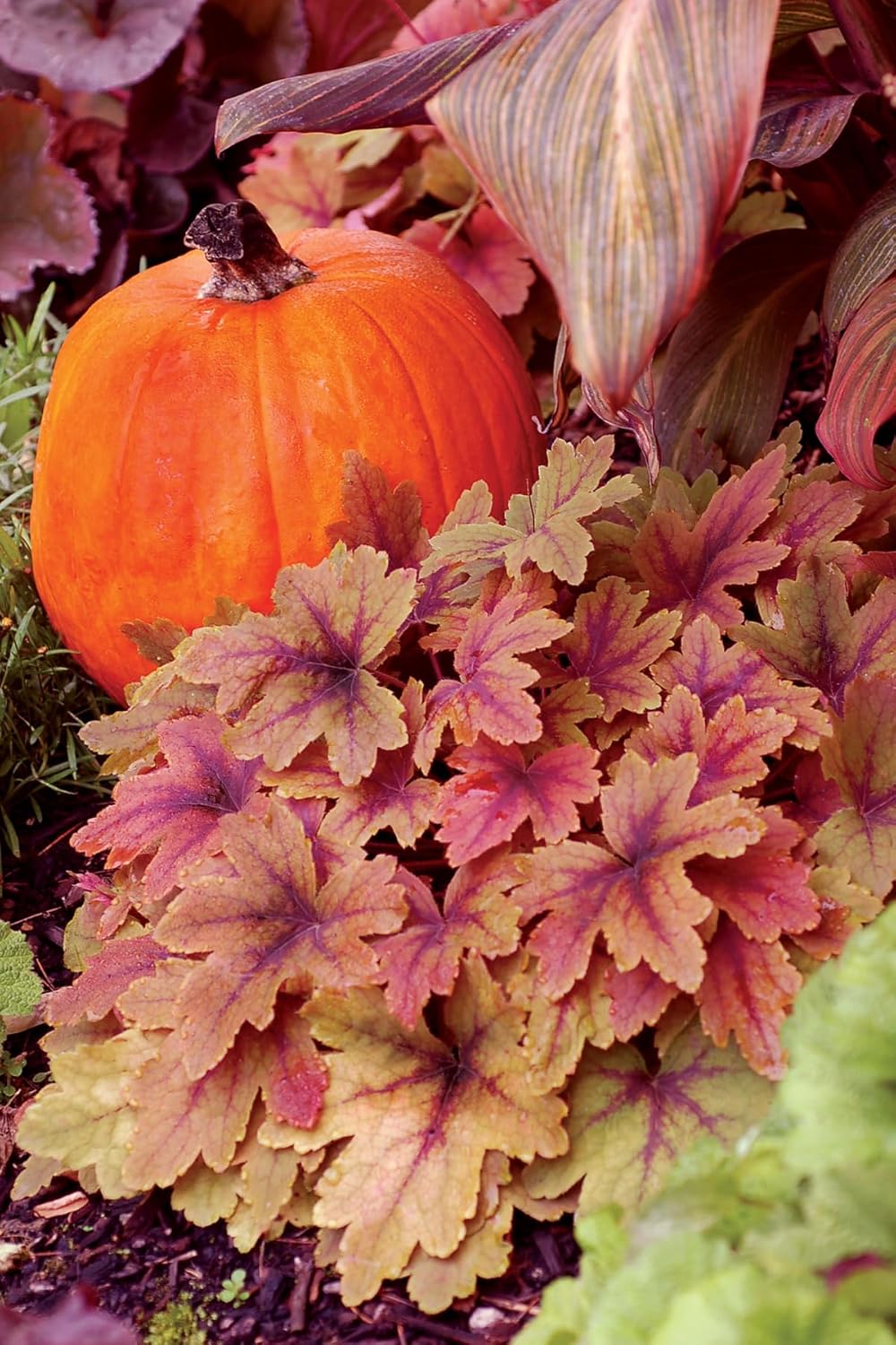 Heucherella Hybride 'Sweet Tea' / Purpurglöckchen - Stauden Gaenge