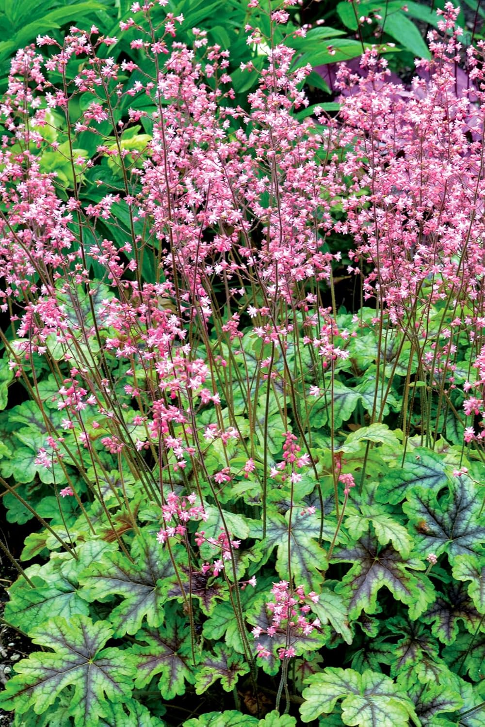 Heucherella Hybride 'Tapestry' / Purpurglöckchen - Stauden Gaenge