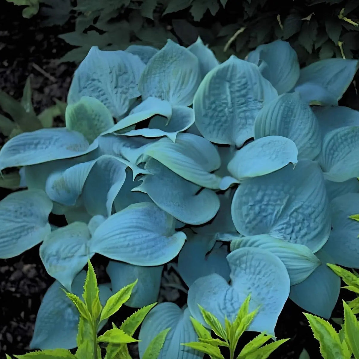 Hosta plantaginea 'Fragrant Blue' / Blaue Duft Funkie