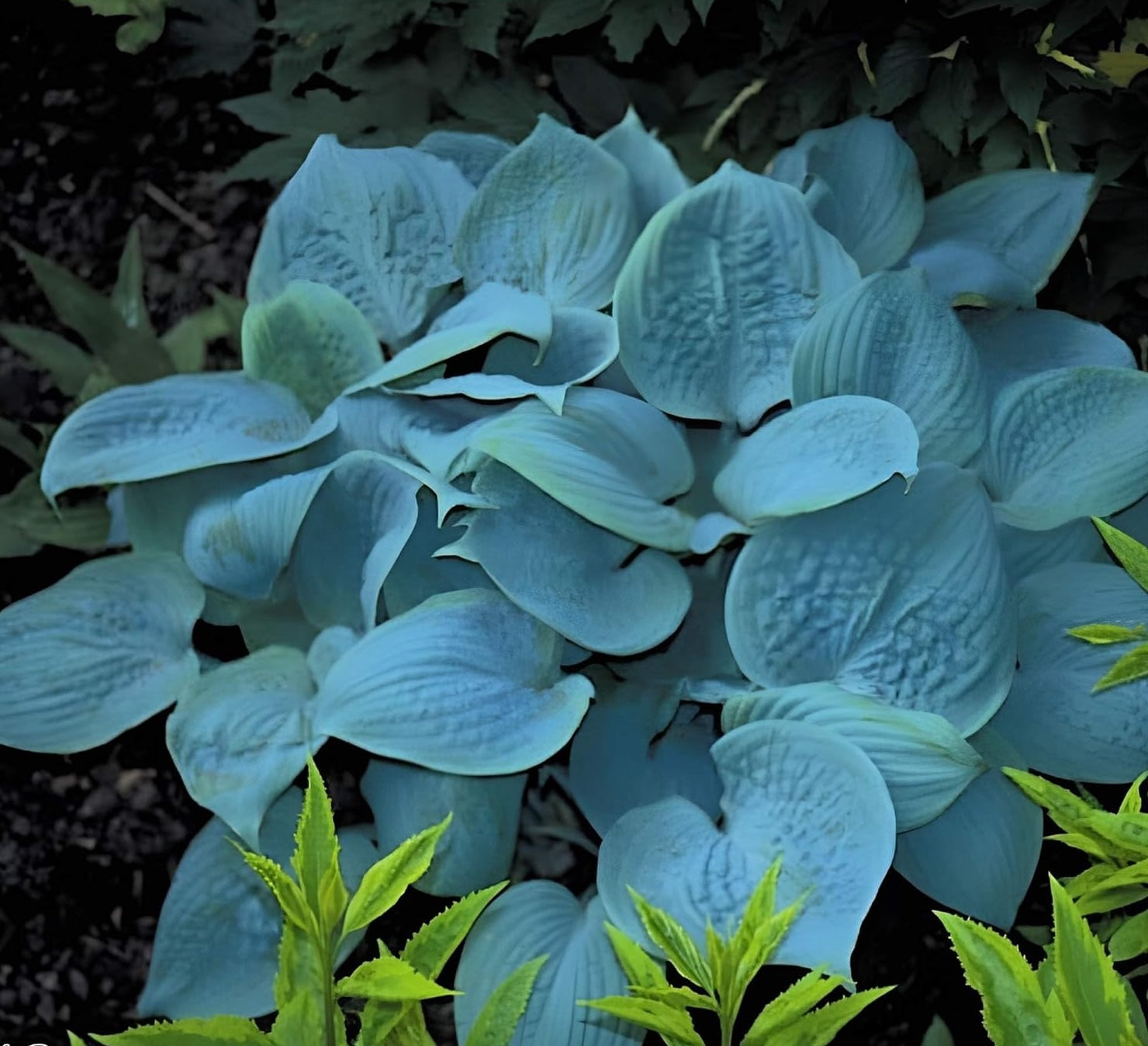 Hosta plantaginea 'Fragrant Blue' / Blaue Duft Funkie - Stauden Gaenge