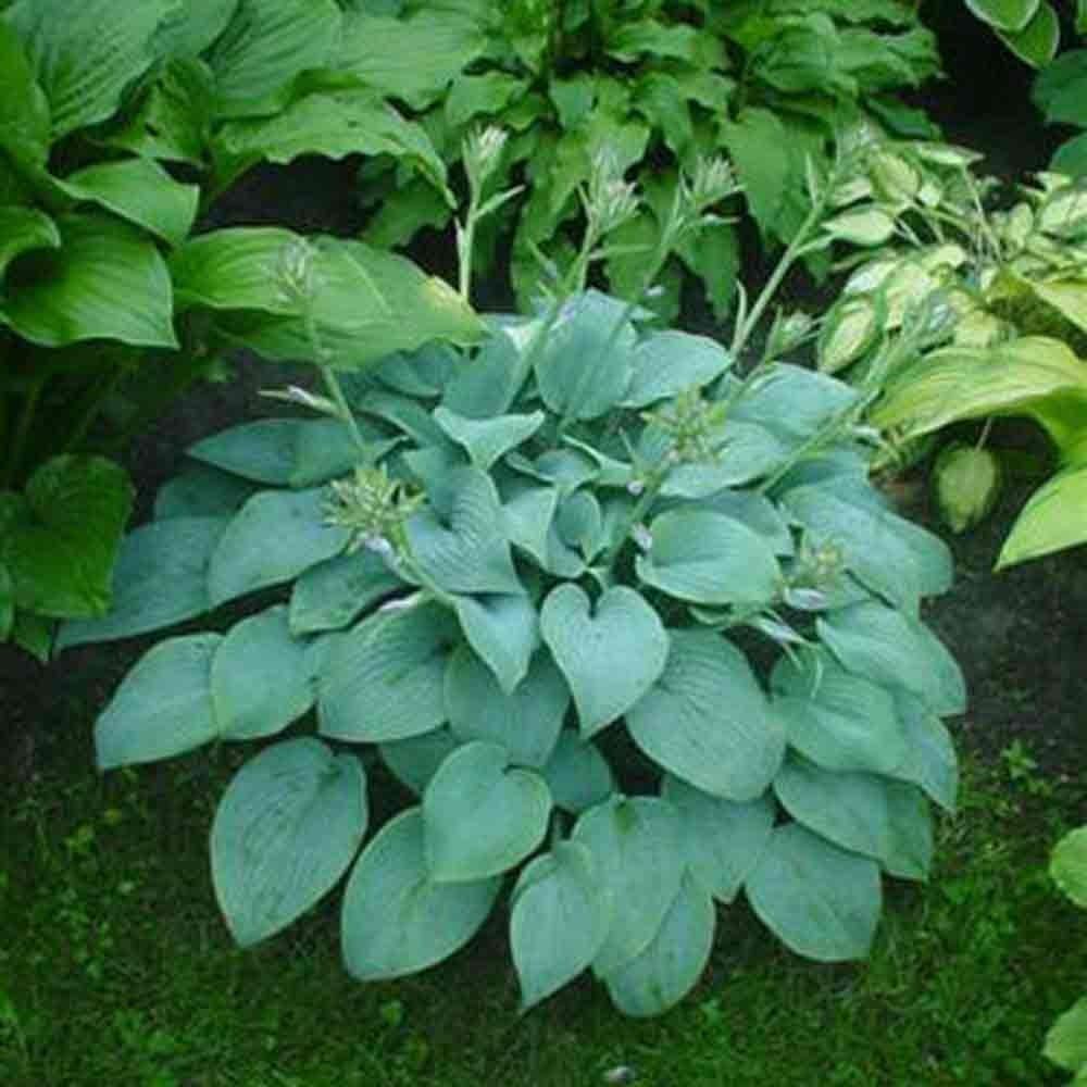 Hosta plantaginea 'Fragrant Blue' / Blaue Duft Funkie - Stauden Gaenge