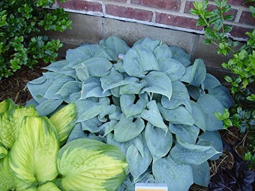 Hosta plantaginea 'Fragrant Blue' / Blaue Duft Funkie - Stauden Gaenge