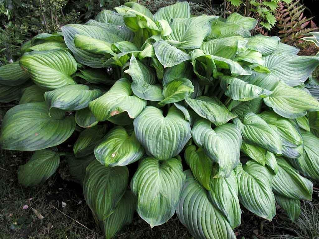Hosta plantaginea 'Guacamole' / Duft Funkie - Stauden Gaenge