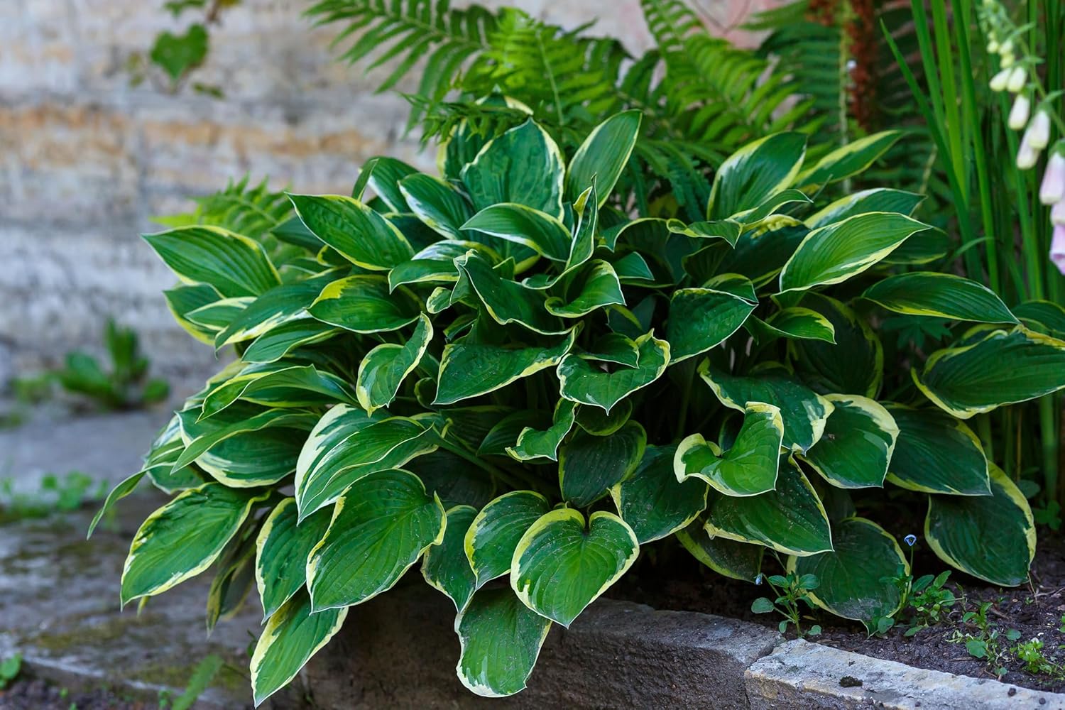 Hosta plantaginea 'So Sweet' / Duft Funkie - Stauden Gaenge