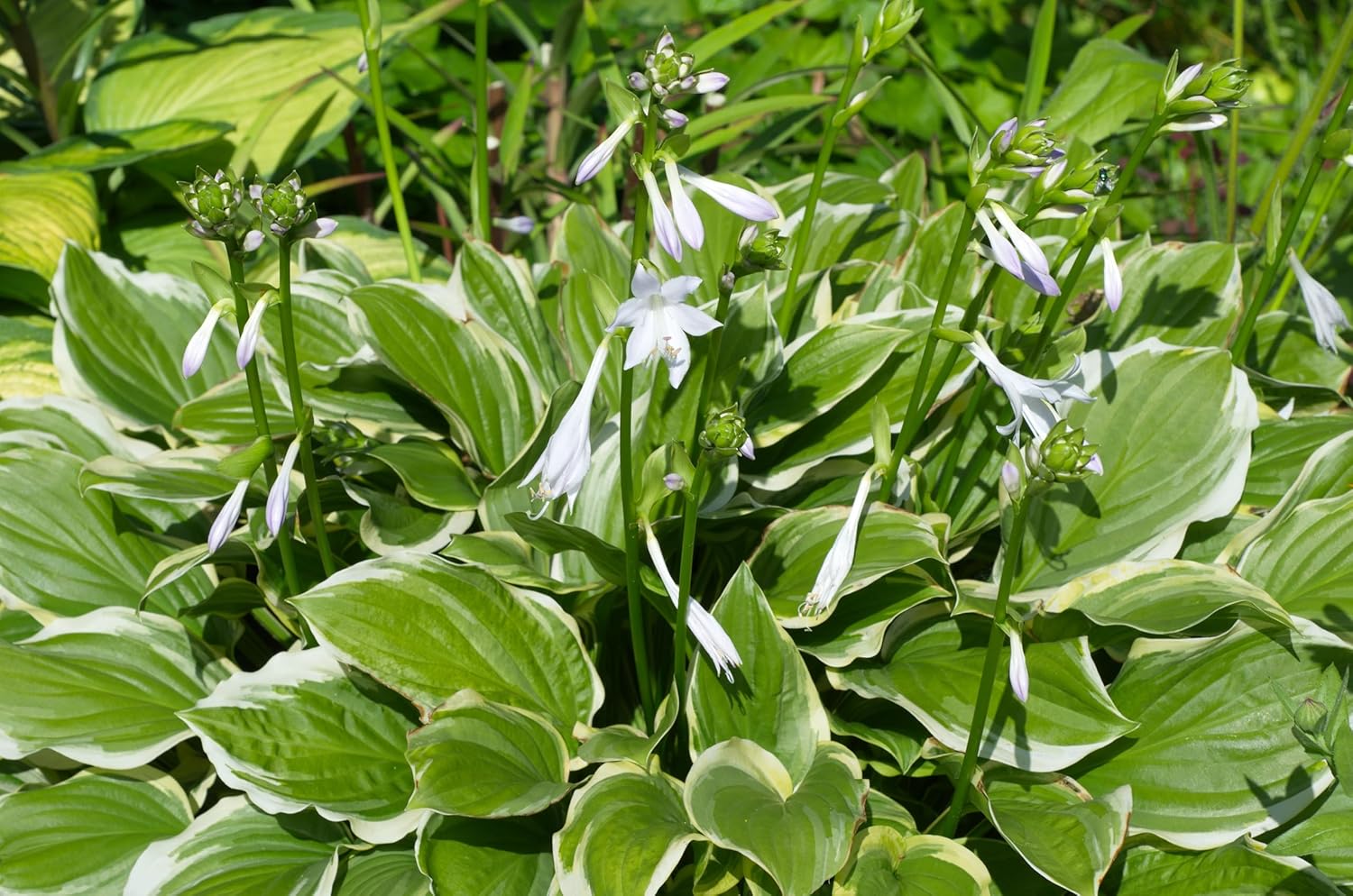 Hosta plantaginea 'So Sweet' / Duft Funkie - Stauden Gaenge