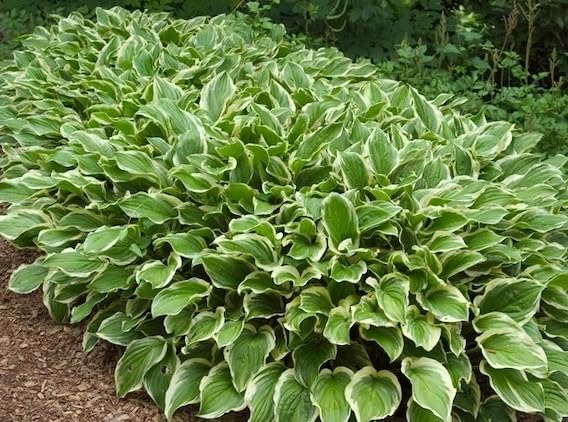 Hosta plantaginea 'So Sweet' / Duft Funkie - Stauden Gaenge