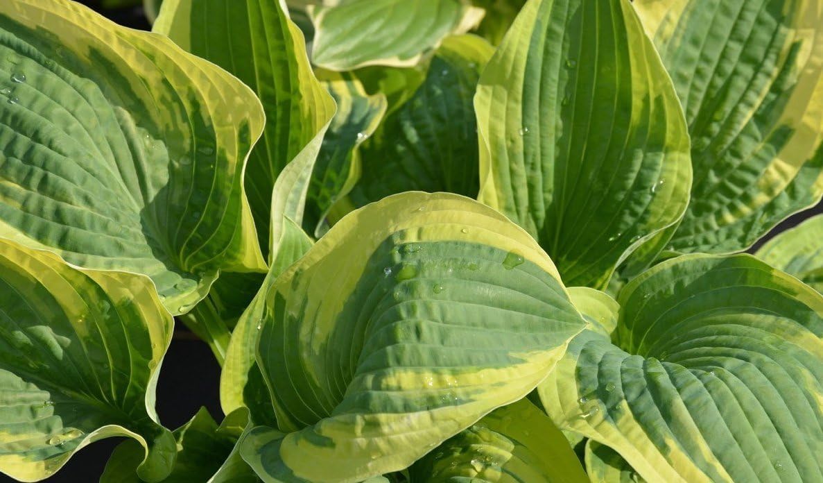 Hosta sieboldiana 'Carnival' / Gelbbunte Funkie