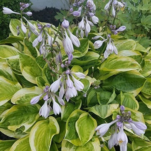 Hosta sieboldiana 'Carnival' / Gelbbunte Funkie