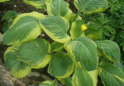 Hosta sieboldiana 'Carnival' / Gelbbunte Funkie