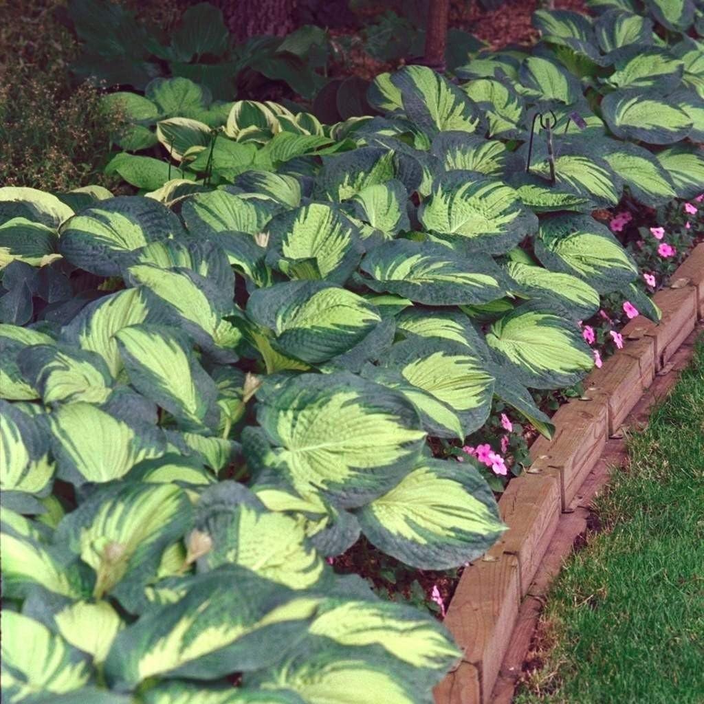 Hosta sieboldiana 'Great Expectation' / Funkie - Stauden Gaenge