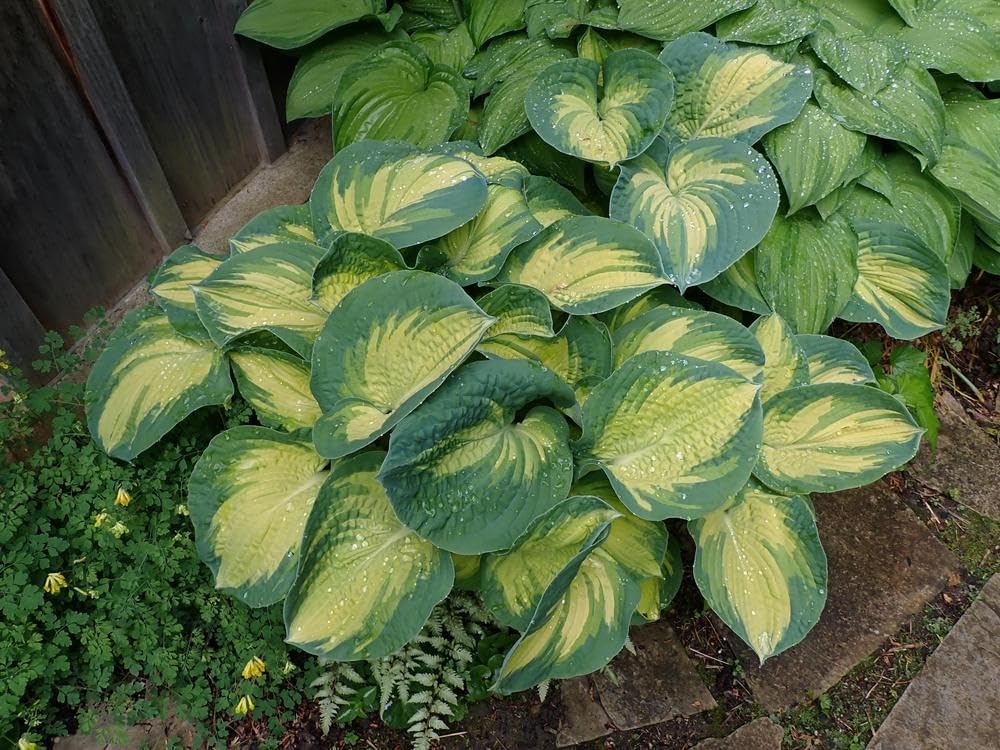 Hosta sieboldiana 'Great Expectation' / Funkie - Stauden Gaenge