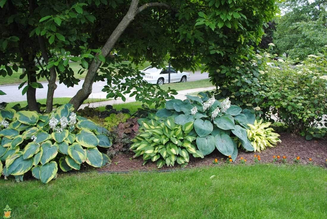 Hosta sieboldiana 'Great Expectation' / Funkie - Stauden Gaenge