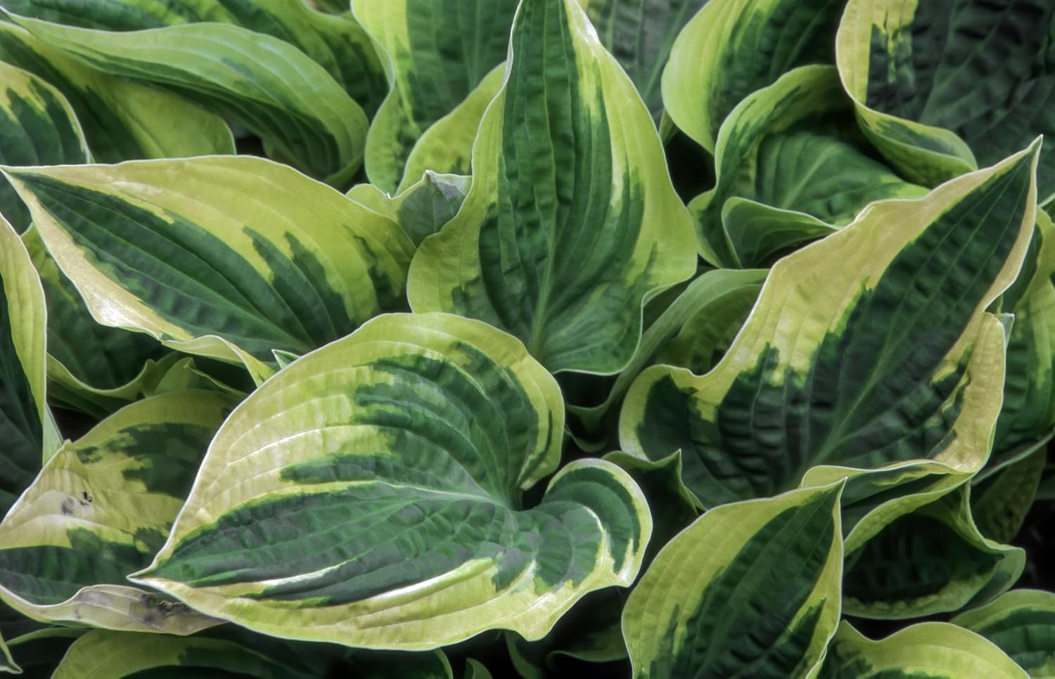 Hosta sieboldiana 'Wide Brim' / Funkie - Stauden Gaenge