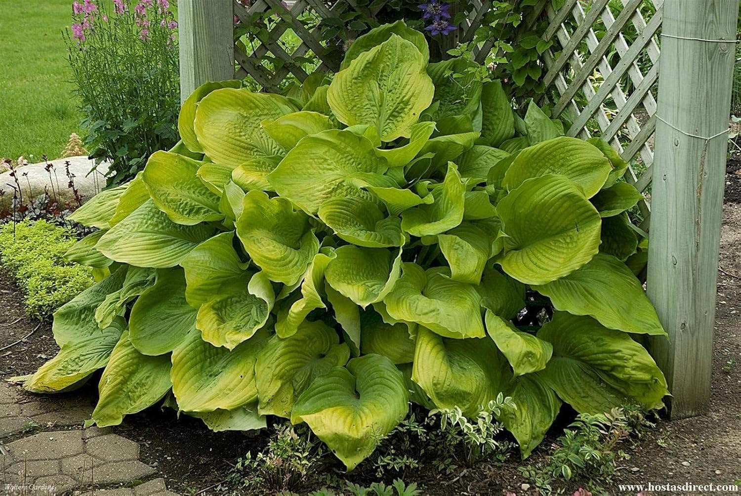 Hosta x cultorum 'Sum and Substance' / Großblättrige Funkie - Stauden Gaenge