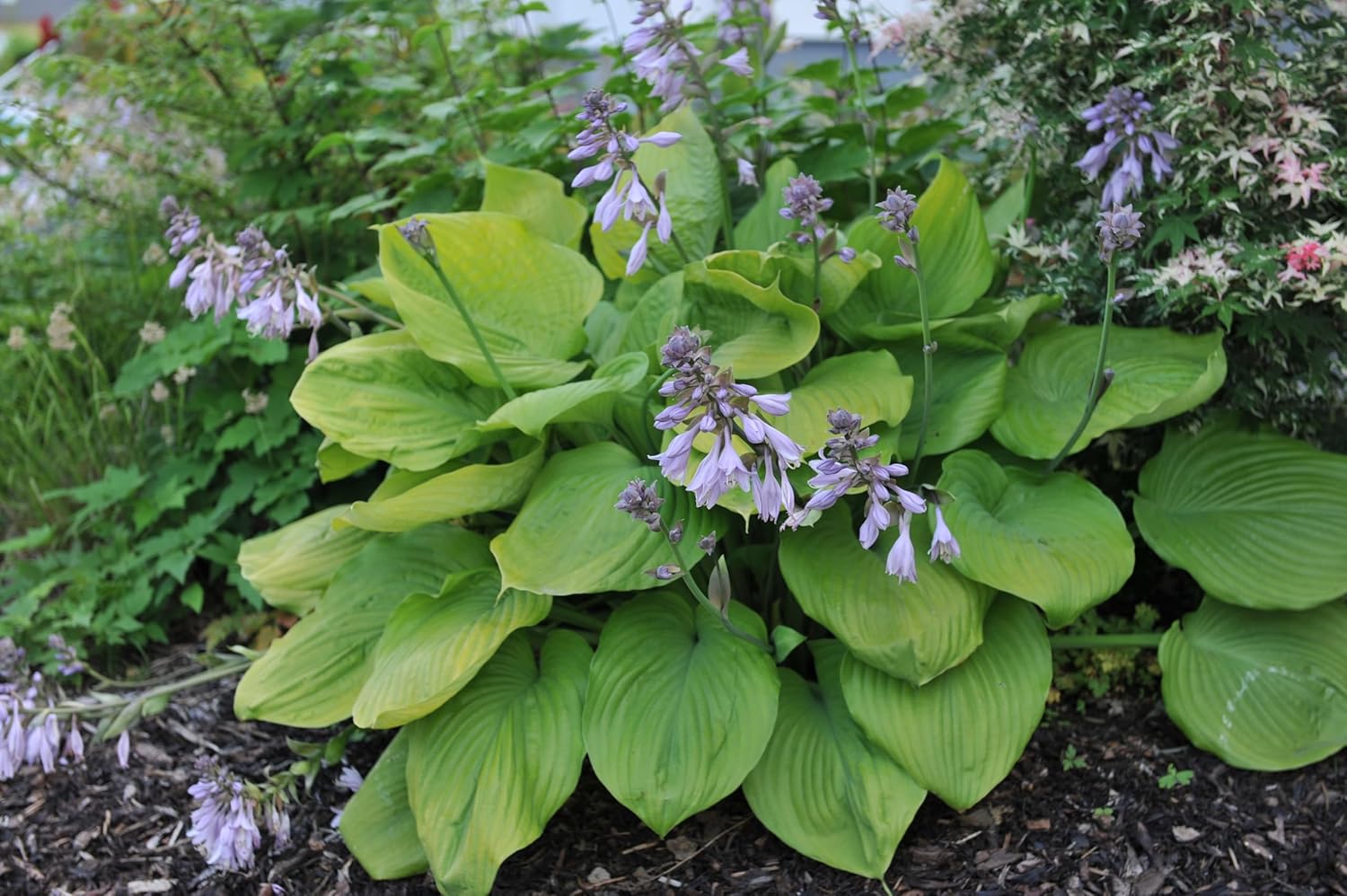 Hosta x cultorum 'Sum and Substance' / Großblättrige Funkie - Stauden Gaenge