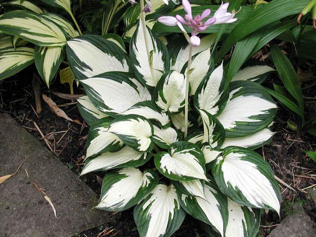 Hosta x fortunei 'Fire and Ice' / Weißbunte Funkie - Stauden Gaenge