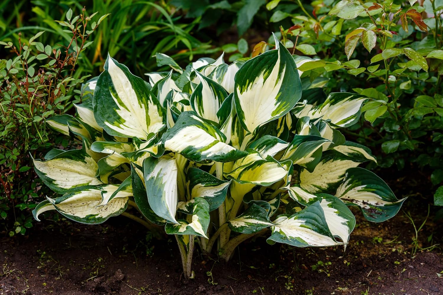 Hosta x fortunei 'Fire and Ice' / Weißbunte Funkie - Stauden Gaenge