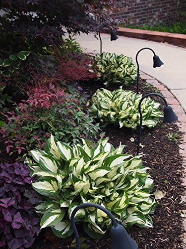 Hosta x fortunei 'Fire and Ice' / Weißbunte Funkie - Stauden Gaenge