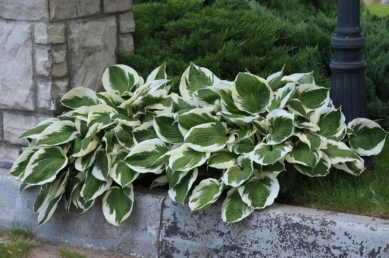 Hosta x fortunei 'Patriot' / Weißrand-Funkie - Stauden Gaenge