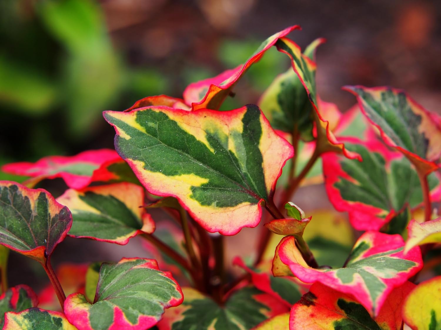 Houttuynia cordata 'Chameleon' / Bunter Eidechsenschwanz - Stauden Gaenge