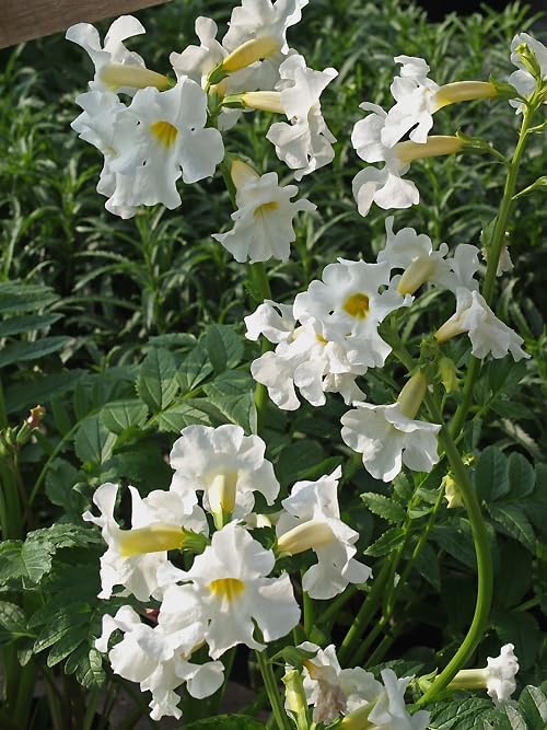 Incarvillea delavayi 'Alba' / Weiße Freilandgloxinie