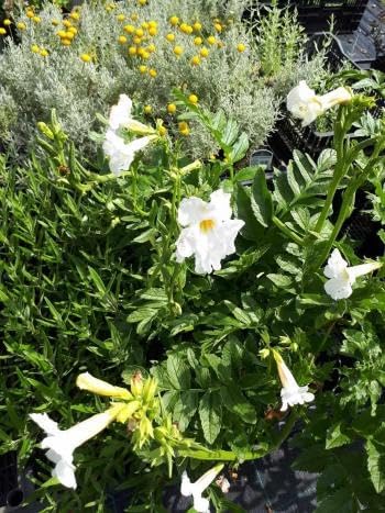 Incarvillea delavayi 'Alba' / Weiße Freilandgloxinie