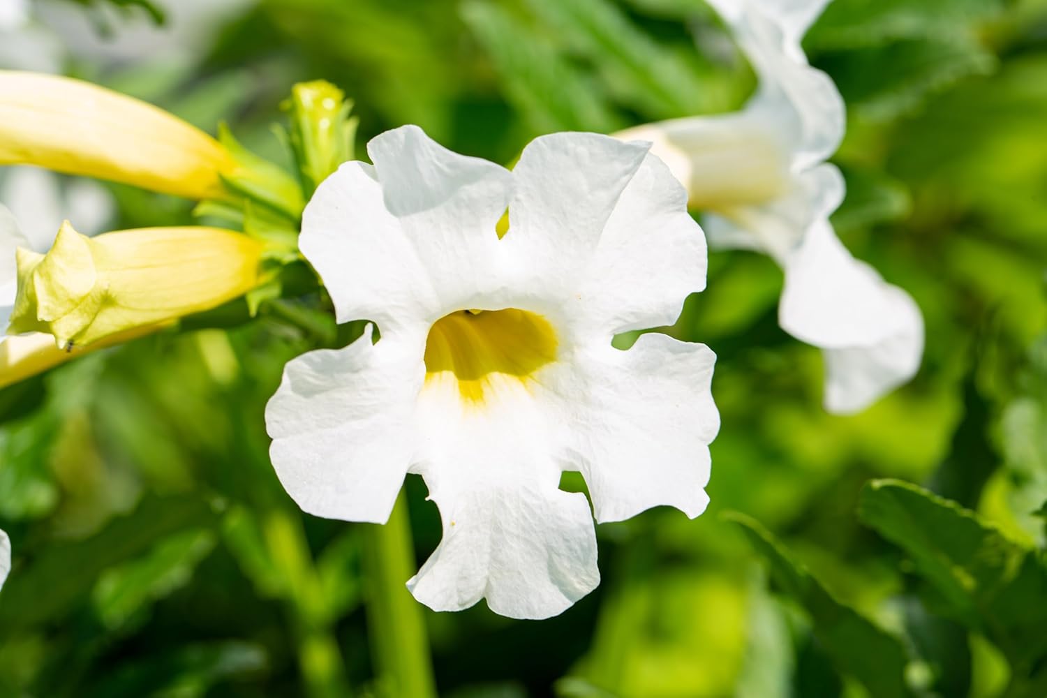 Incarvillea delavayi 'Alba' / Weiße Freilandgloxinie