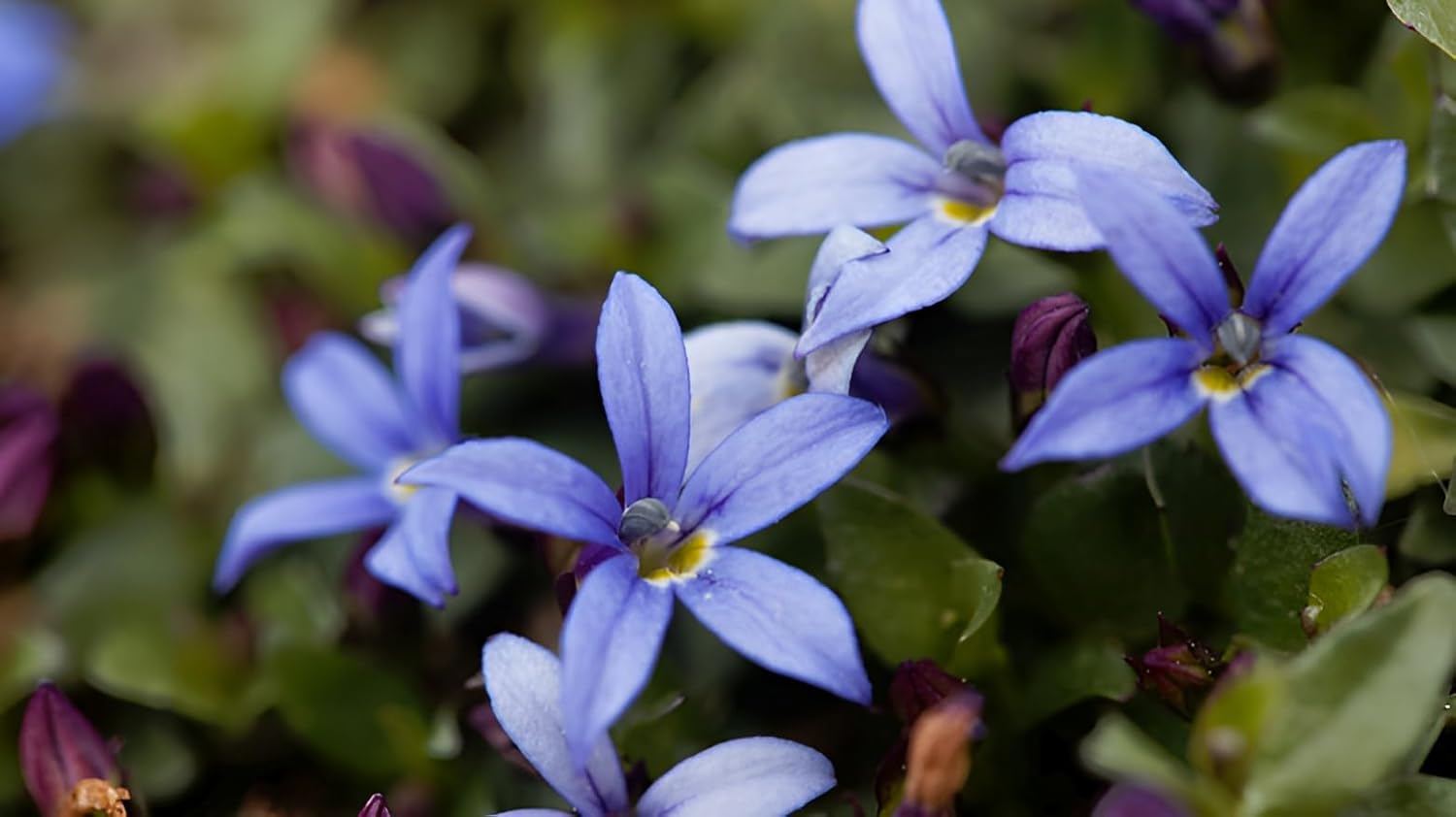Isotoma fluviatilis 'Country Park' / Blauer Bubikopf