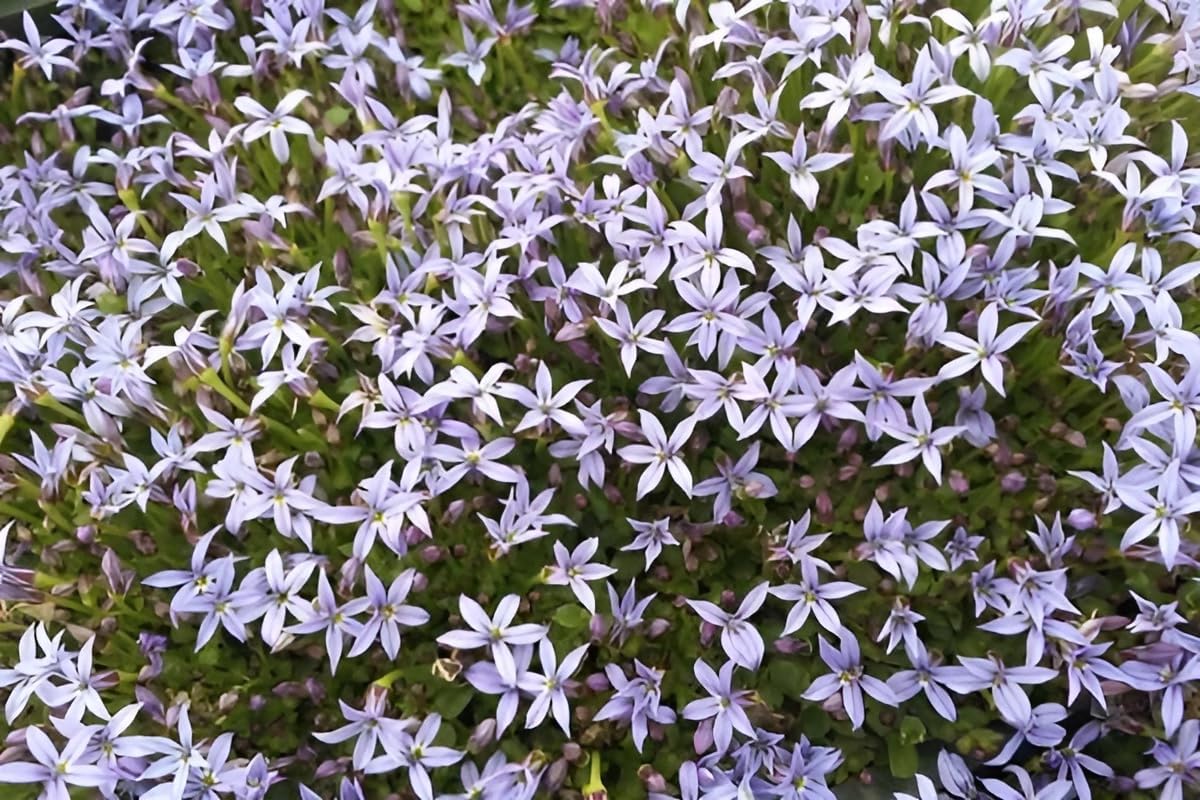 Isotoma fluviatilis 'Dunkelblau' / Blauer Bubikopf
