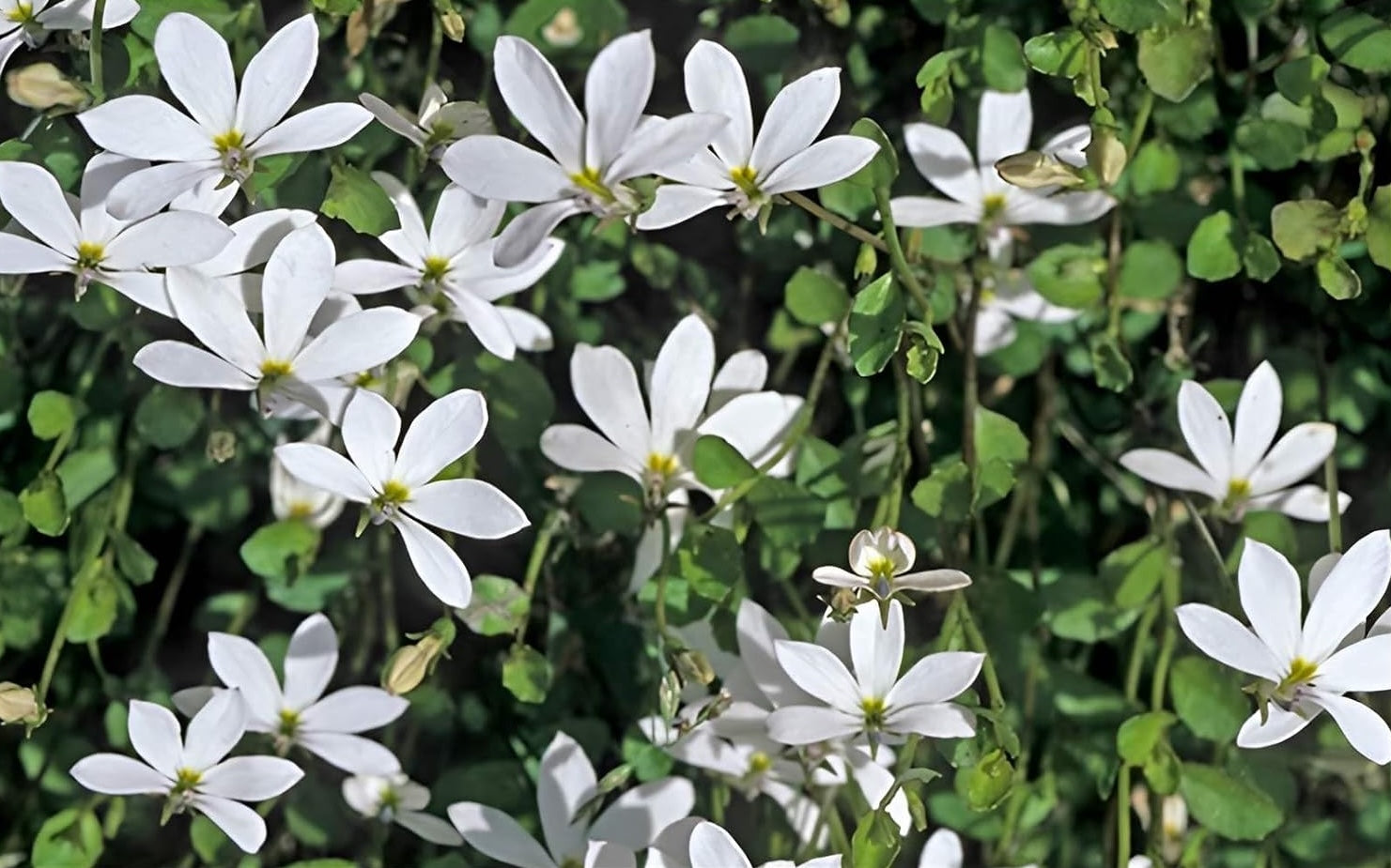 Isotoma fluviatilis 'Treadwellii' / Weißer Bubikopf