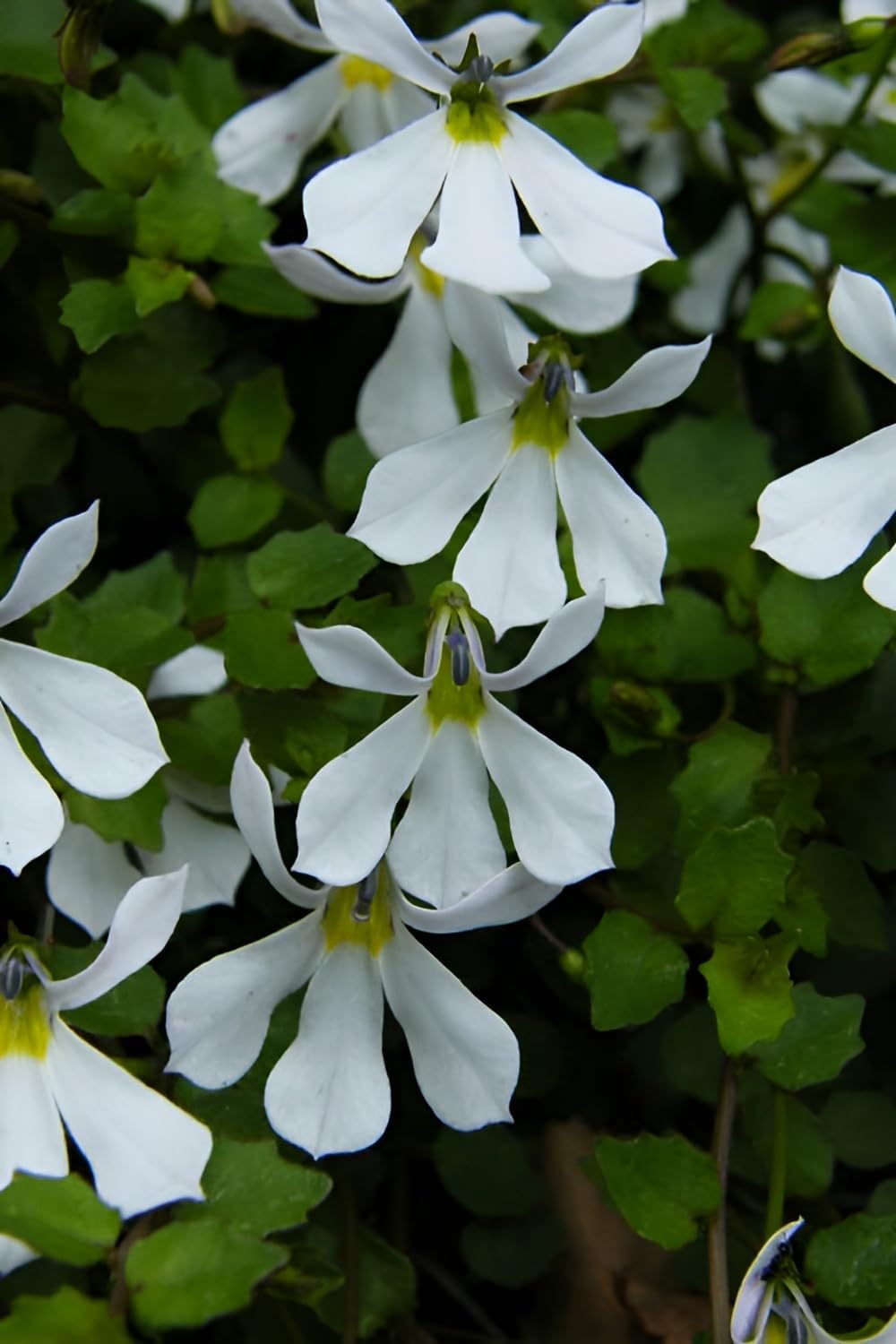 Isotoma fluviatilis 'Treadwellii' / Weißer Bubikopf