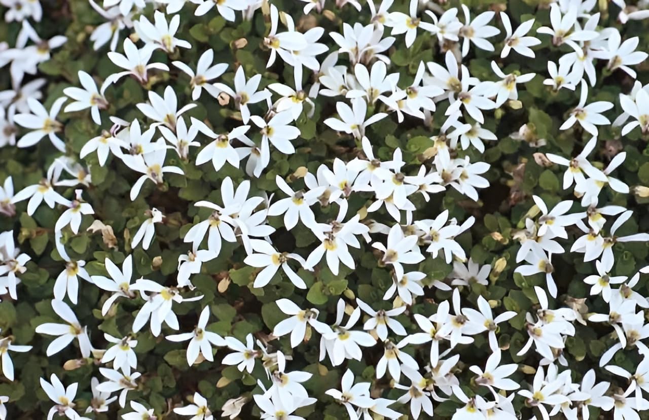 Isotoma fluviatilis 'Treadwellii' / Weißer Bubikopf