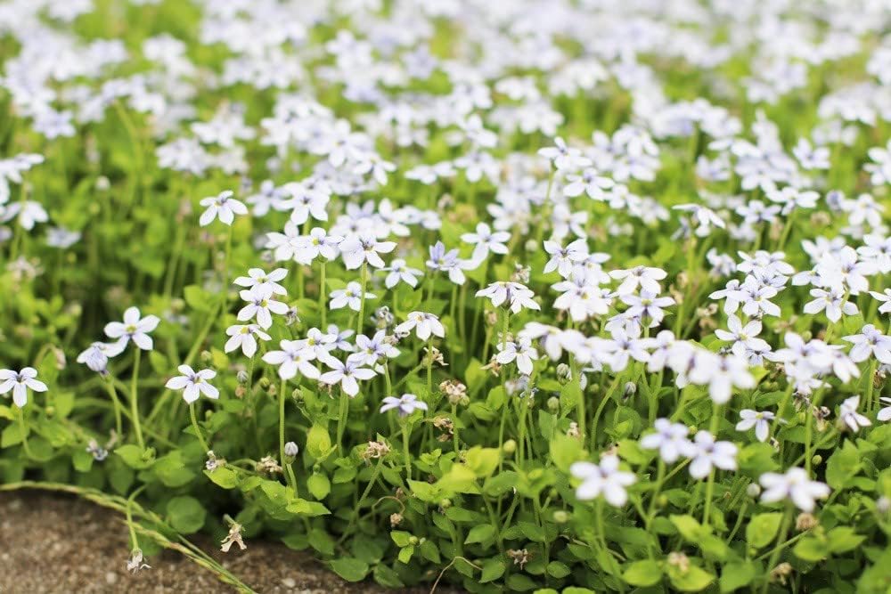 Isotoma fluviatilis 'White' / Weisser Bubikopf