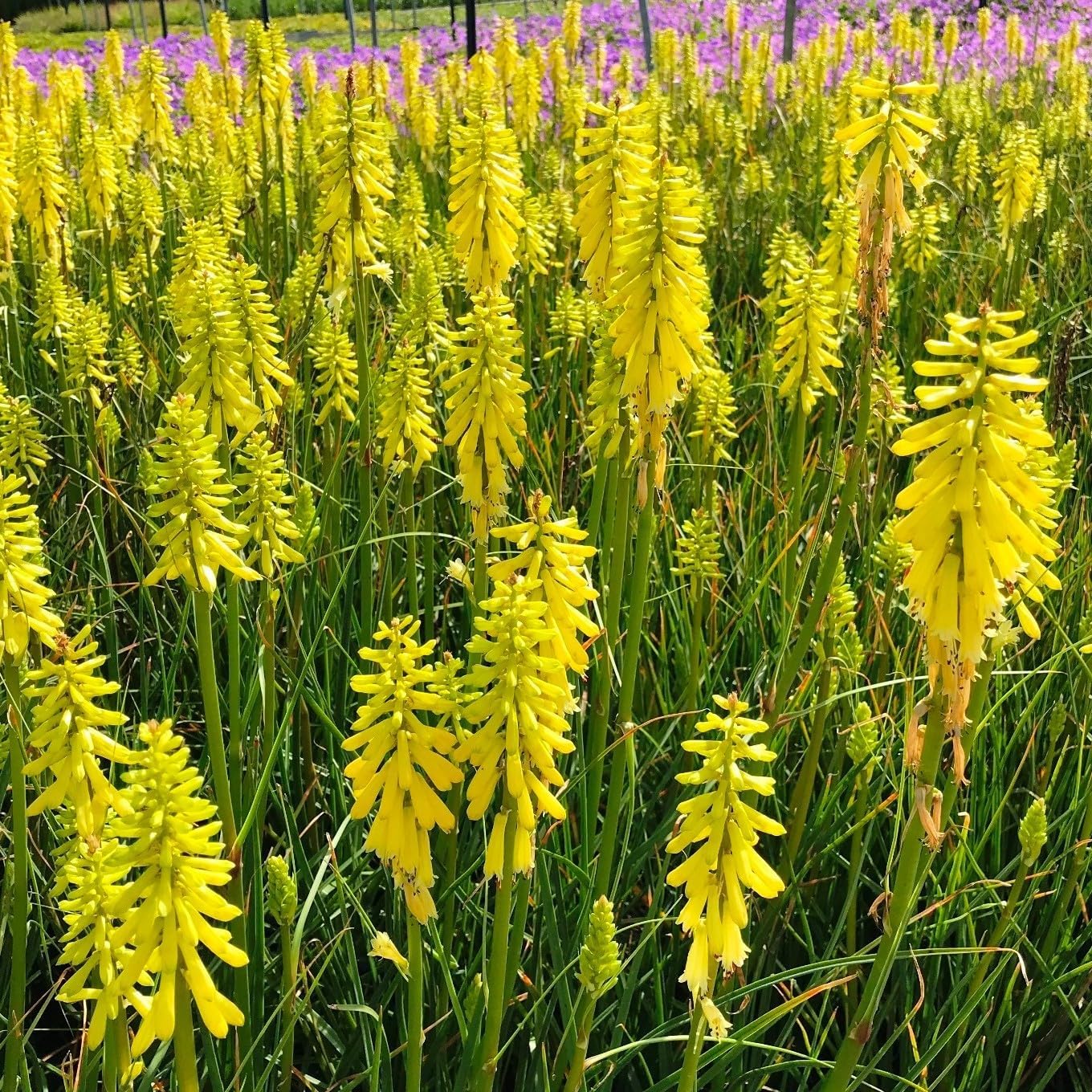 Kniphofia 'Banana Popsicle’ / Gelbe Fackellilie - Tritome