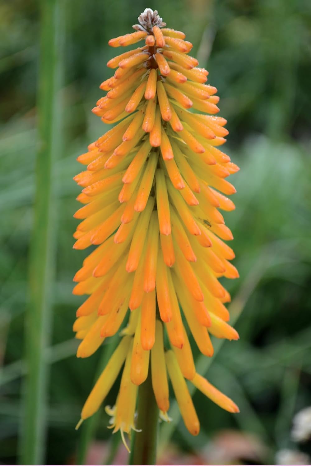 Kniphofia 'Mango Popsicle' / Orange Fackellilie - Tritome