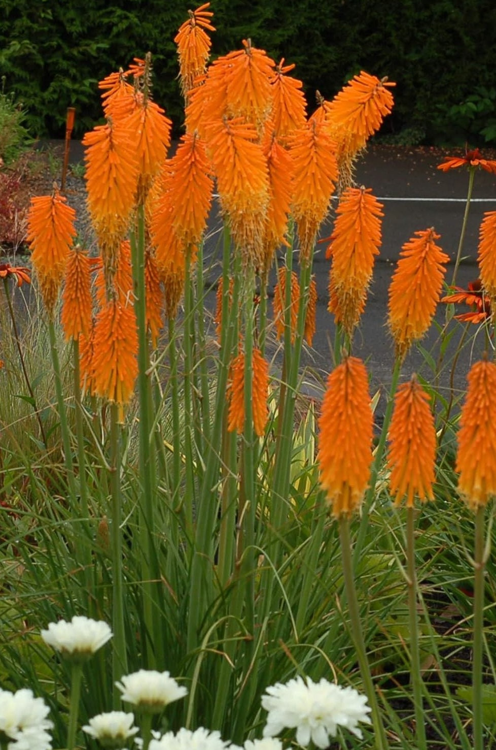 Kniphofia 'Mango Popsicle' / Orange Fackellilie - Tritome
