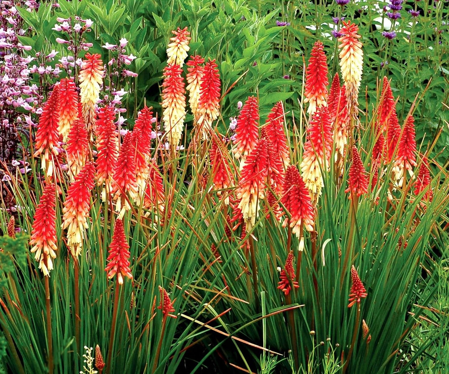Kniphofia 'Orange Vanilla Popsicle' / Bunte Fackellilie - Tritome