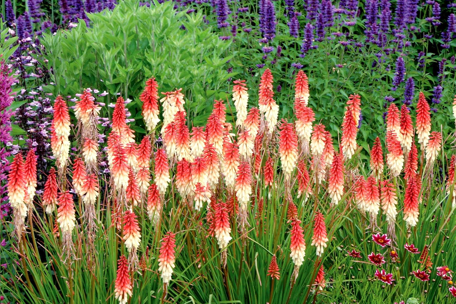 Kniphofia 'Orange Vanilla Popsicle' / Bunte Fackellilie - Tritome
