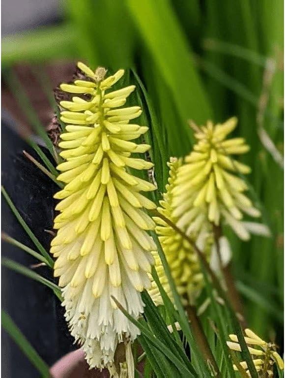 Kniphofia 'Pineapple Popsicle’ / Gelbe Fackellilie - Tritome