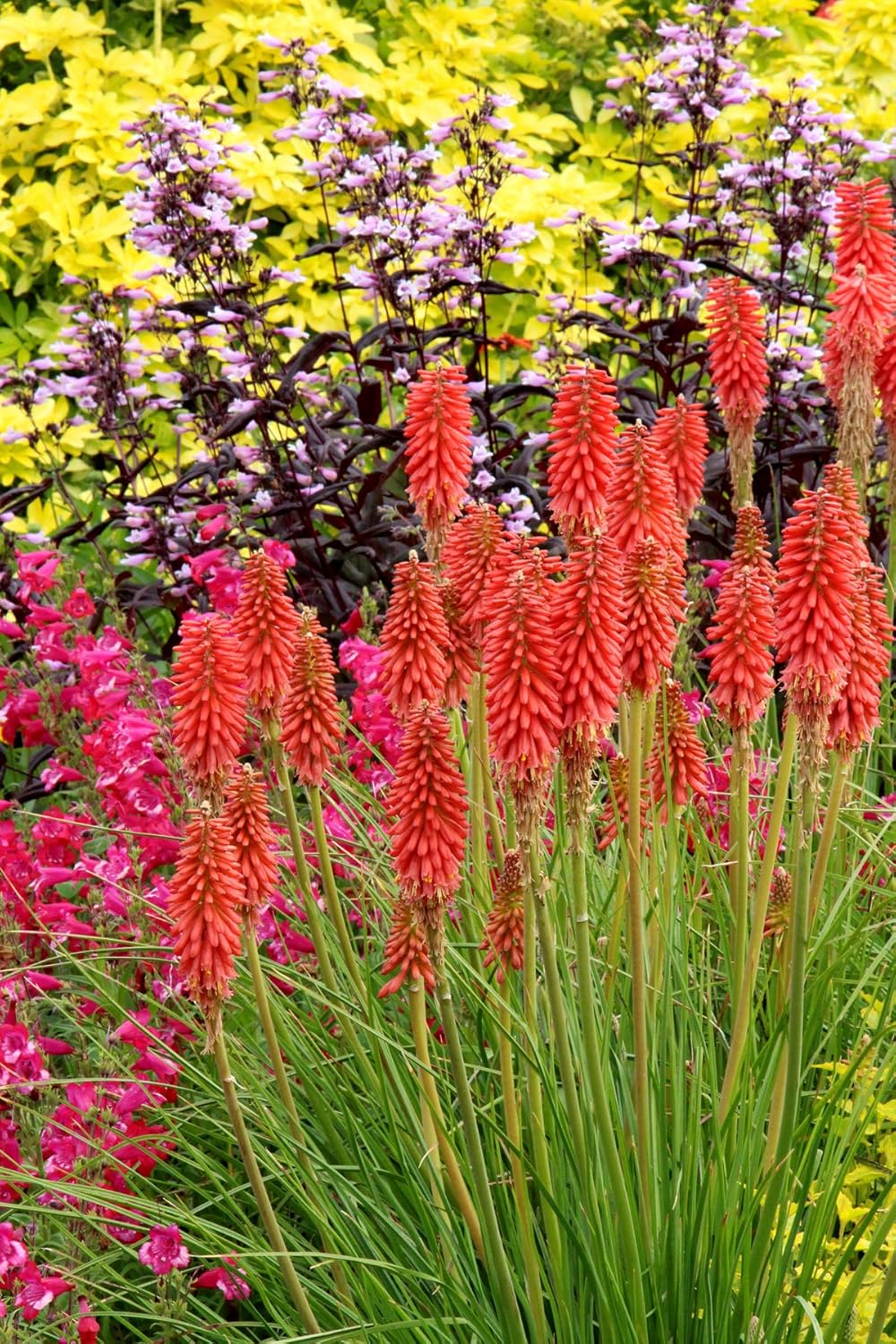 Kniphofia 'Redhot Popsicle' / Rote Fackellilie - Tritome