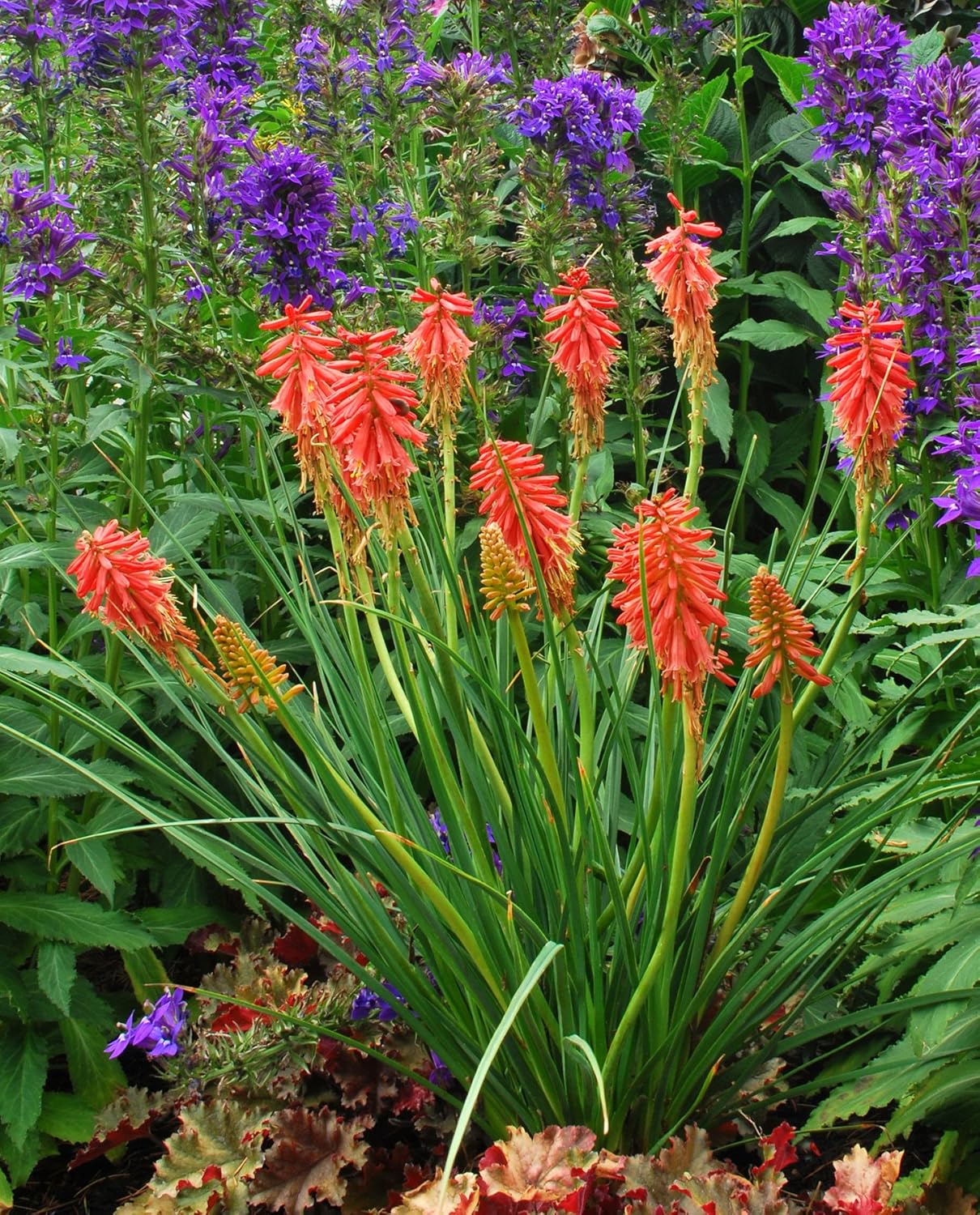 Kniphofia 'Redhot Popsicle' / Rote Fackellilie - Tritome
