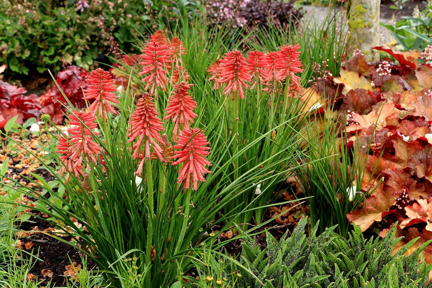 Kniphofia 'Redhot Popsicle' / Rote Fackellilie - Tritome